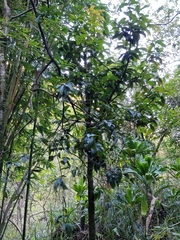 Psidium