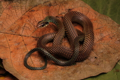 Drymobius margaritiferus