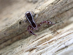 Chthoniidae