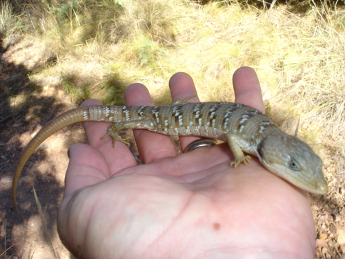 Gerrhonotus infernalis
