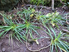 Freycinetia arborea