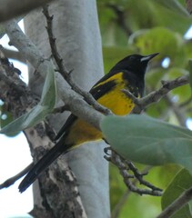 Icterus northropi
