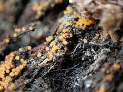 Hydropisphaera peziza