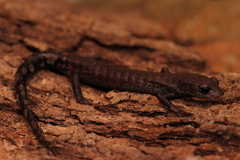 Plethodontidae