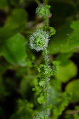 Adiantum excisum