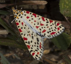 Utetheisa lotrix