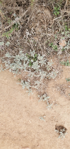 Image of Ambrosia pumila by (c) Millie Basden, some rights reserved (CC BY)
