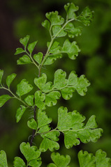 Adiantum excisum