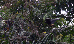 Pteropus seychellensis seychellensis