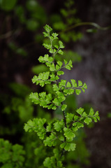Adiantum excisum