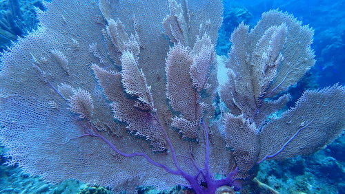 Gorgonian Sea Fan