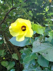 Hibiscus tiliaceus