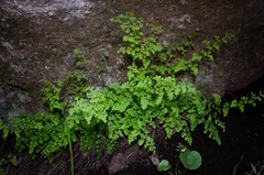 Adiantum excisum
