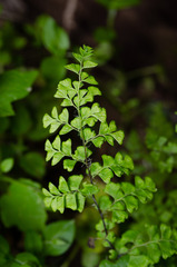 Adiantum excisum
