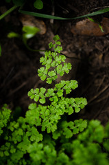 Adiantum excisum