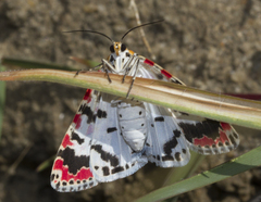 Utetheisa lotrix