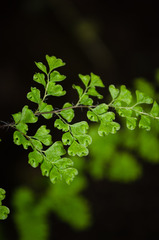 Adiantum excisum