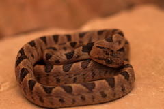 Leptodeira polysticta