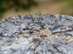 Dolichoderus scabridus
