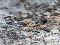 Dolichoderus scabridus