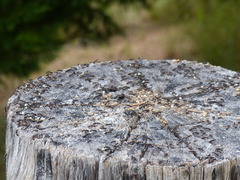 Dolichoderus scabridus