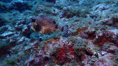 Lactophrys triqueter