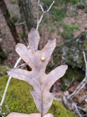 Acraspis pezomachoides