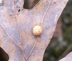 Acraspis pezomachoides