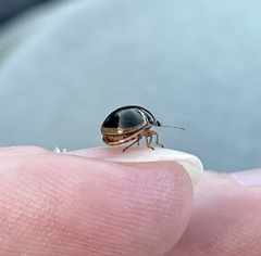 Coptosoma xanthogramma
