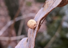 Acraspis pezomachoides