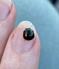 Coptosoma xanthogramma