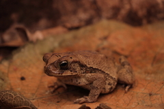 Incilius valliceps