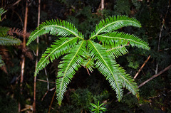 Sticherus quadripartitus