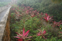 Cordyline fruticosa