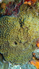 Dichocoenia stokesii