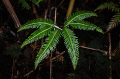 Sticherus quadripartitus