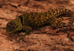 Sceloporus salvini