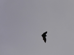 Pteropus seychellensis seychellensis