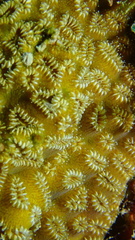 Dichocoenia stokesii