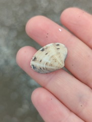 Ruditapes philippinarum