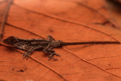 Anolis cymbops