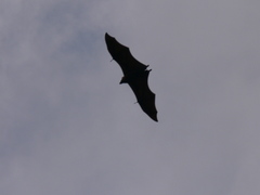 Pteropus seychellensis seychellensis