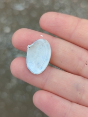 Ruditapes philippinarum