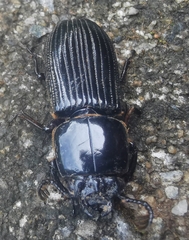Passalus