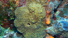 Dichocoenia stokesii