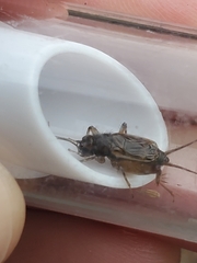 Eunemobius carolinus