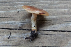 Pholiota velaglutinosa