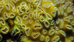 Dichocoenia stokesii