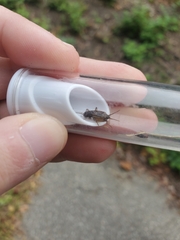 Eunemobius carolinus