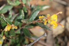 Grevillea chrysophaea